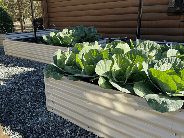 Two 17-inch tall, 17-in-1 metal raised garden beds filled with green leafy plants on a gravel path