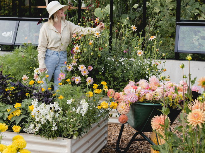 Woman in a sun hat tending to flowers in a garden with a wheelbarrow full of dahlias