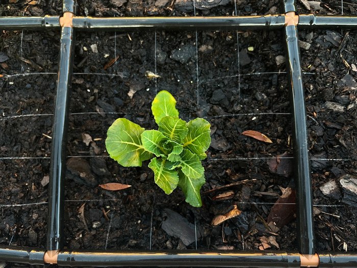 Garden Grid watering system lying on top of soil watering a cabbage plant
