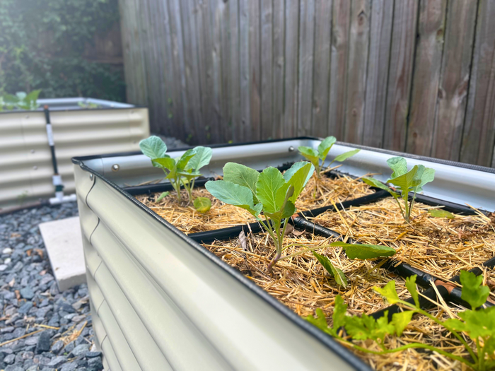 Garden Grid Watering System with small plants growing in a raised garden bed with straw mulch under the Garden Grid