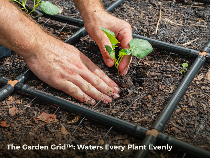 Hands planting a small green seedling into dark soil with a black irrigation grid system around it