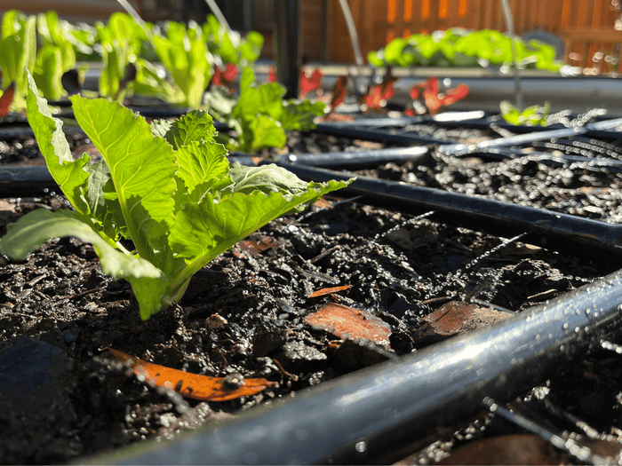 Green plant in soil with irrigation tubing