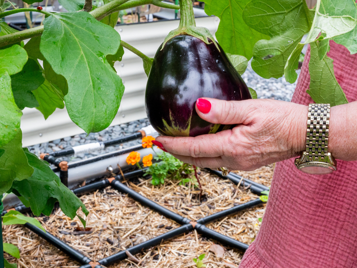 Hand with red nail polish holding a large purple eggplant on the vine