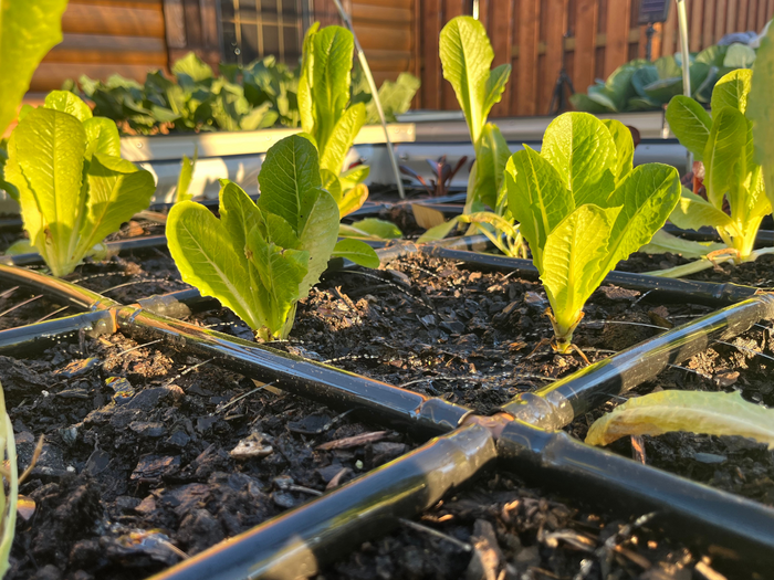 Garden Grid Watering System lying on soil watering small lettuce plants growing in soil