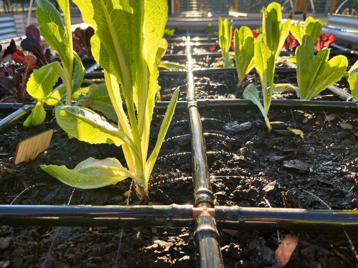 4x6 Garden Grid Watering System laying on top of soil watering  young lettuce plants in soil