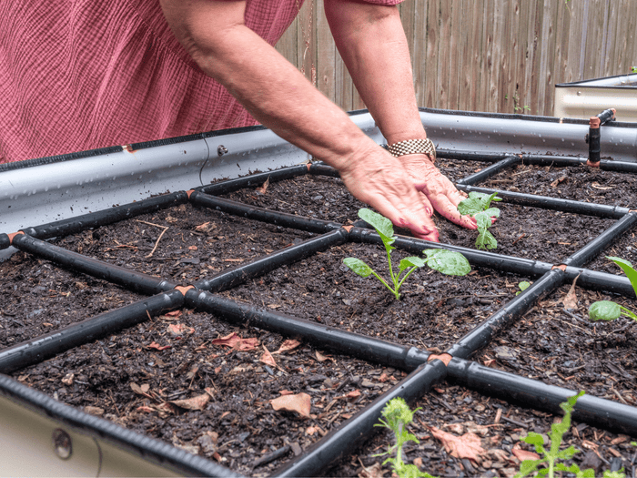 Woman planting seedlings in a 3x6 Garden Grid Watering System
