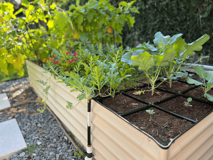 4x8 Raised Garden Bed Bundle Full Of Plants Growing in a garden area setting