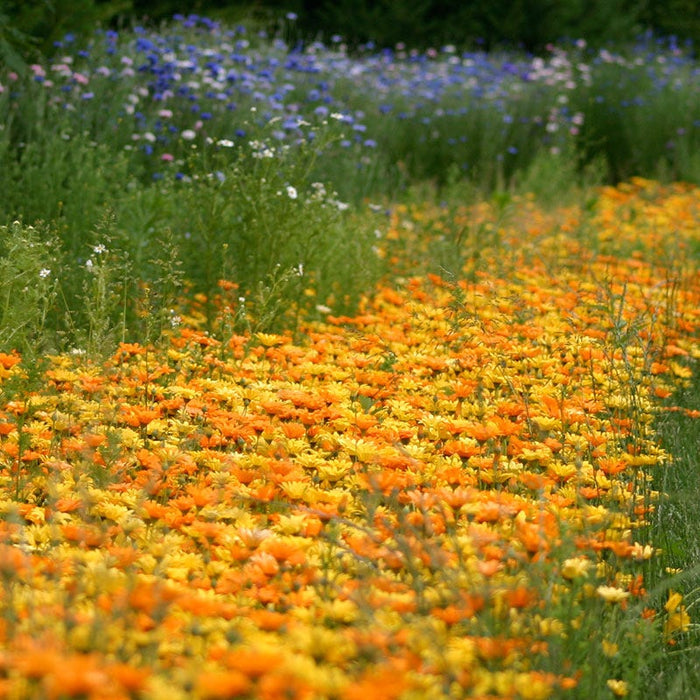 African Daisy Seeds|African Daisy Seeds, Dimorphotheca sinuata with Cornflower, Centaurea