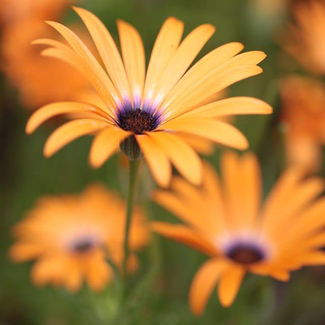 African Daisy Seeds|African Daisy Seeds, Dimorphotheca sinuata