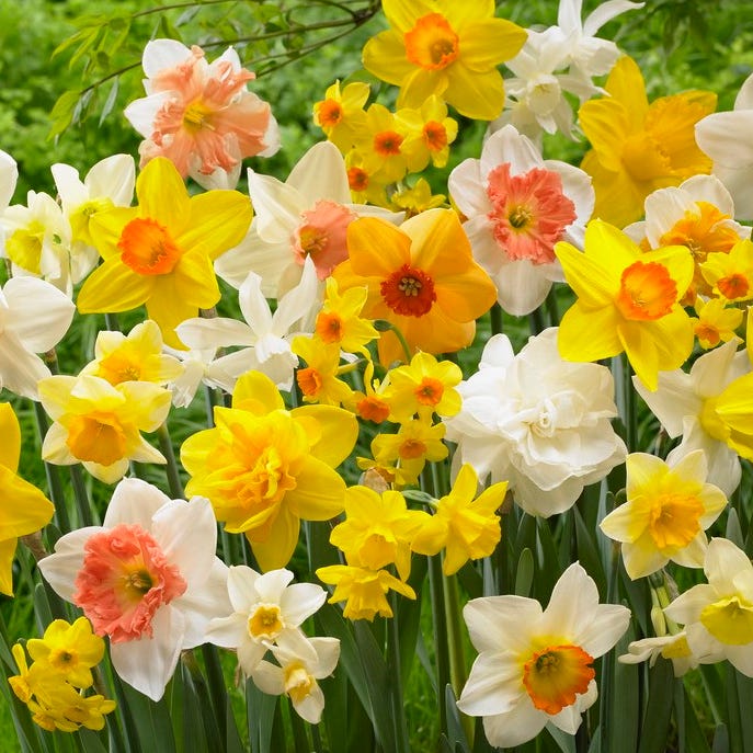 All In One Daffodil Mix|Daffodil Bulbs All in One Mix, Narcissus, Daffodils