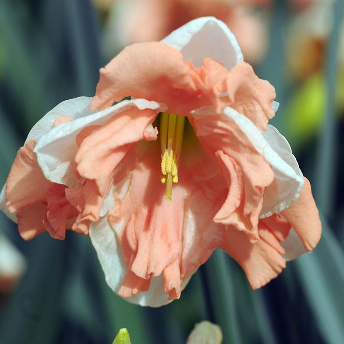 Apricot Whirl Butterfly Daffodil|Pink and White Butterfly Daffodil Bulbs Apricot Whirl, Narcissus, Butterfly Daffodils