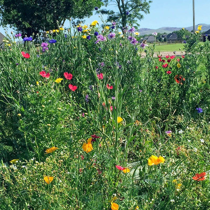 Arkansas Select Wildflower Seed Mix
