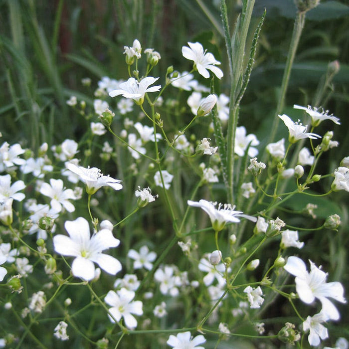 Baby's Breath Seeds|White Baby's Breath Seeds, Gypsophila elegans with Red Poppy