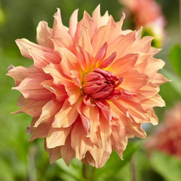 Belle of Barmera Dinner Plate Dahlia|Belle of Barmera Dinnerplate Dahlia