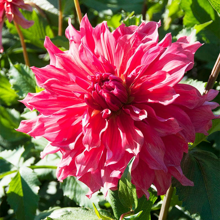 Belle of Barmera Dinner Plate Dahlia|Belle of Barmera Dinnerplate Dahlia