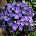 Bellflower Blue Clips