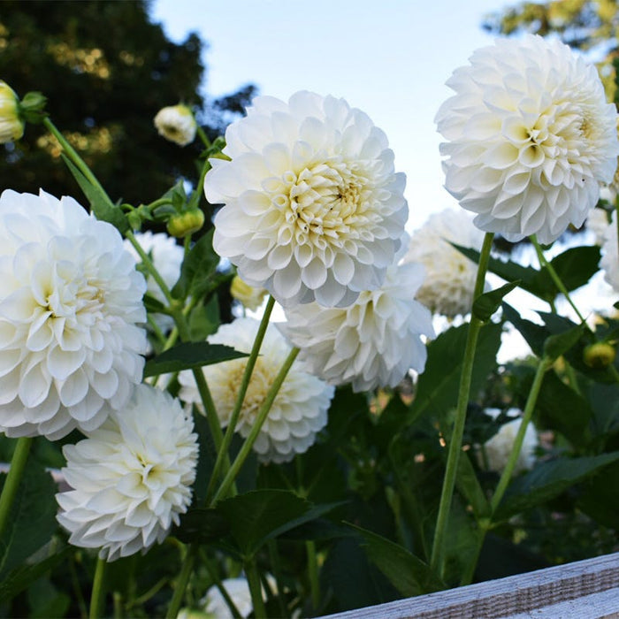 Boom Boom White Ball Dahlia|Boom Boom White Ball Dahlia, Cottage Garden