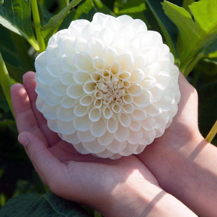 Boom Boom White Ball Dahlia|Boom Boom White Ball Dahlia