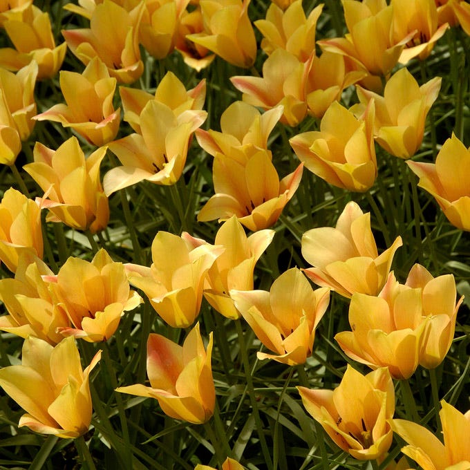 Bronze Charm Wild Tulip|Yellow Wild Tulip Bulbs Bronze Charm, Tulipa batalini, Wild Tulip