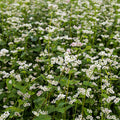 Buckwheat Seeds|Buckwheat Seeds, Fagopyrum esculentum