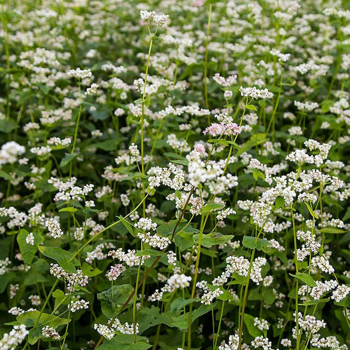 Buckwheat Seeds|Buckwheat Seeds, Fagopyrum esculentum