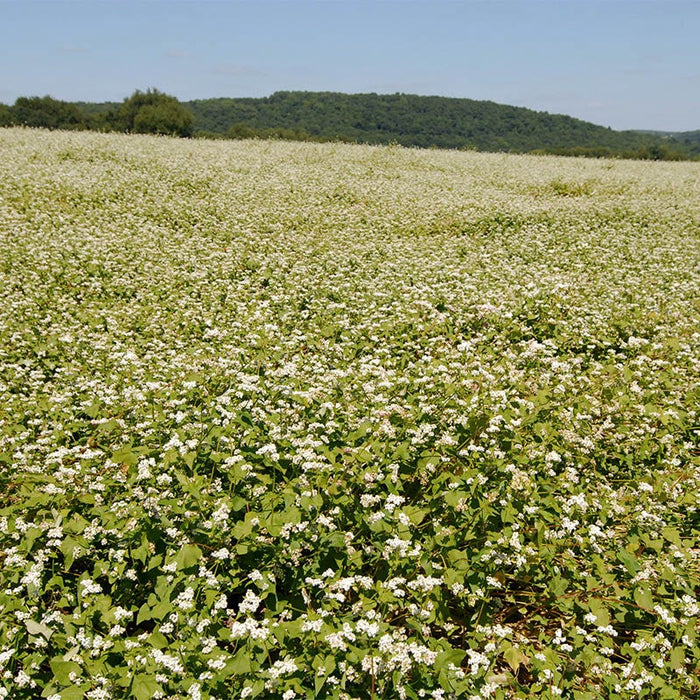 Buckwheat Seeds|Buckwheat Seeds, Fagopyrum esculentum