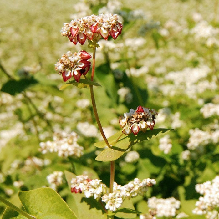 Buckwheat Seeds|Buckwheat Seeds, Fagopyrum esculentum