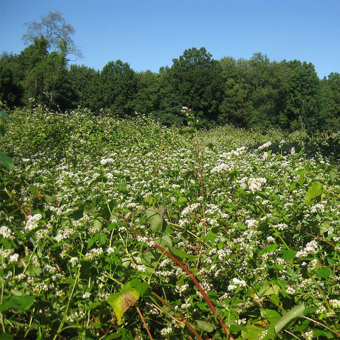 Buckwheat Seeds|Buckwheat Seeds, Fagopyrum esculentum
