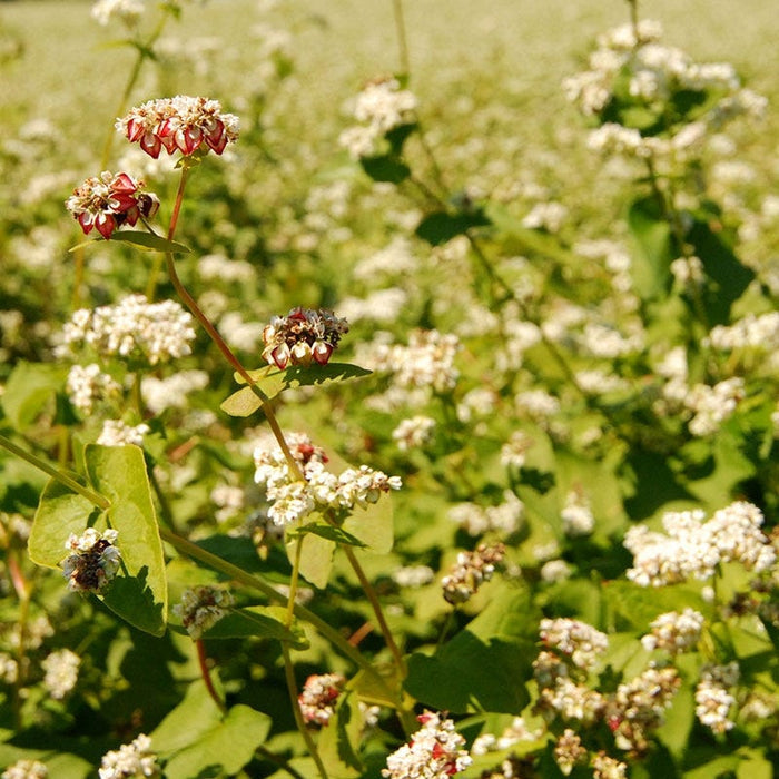 Buckwheat Seeds|Buckwheat Seeds, Fagopyrum esculentum