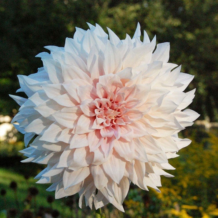 Cafe Au Lait Dinner Plate Dahlia|Cafe Au Lait Dinner Plate Dahlia
