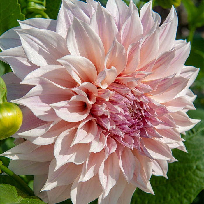 Cafe Au Lait Dinner Plate Dahlia|Cafe Au Lait Dinner Plate Dahlia