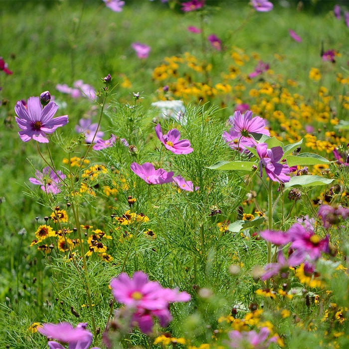 California Select Wildflower Seed Mix