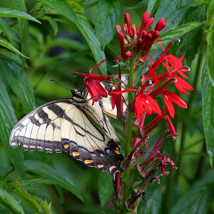 Cardinal Flower Seeds|Red Cardinal Flower Seeds, Lobelia cardinalis