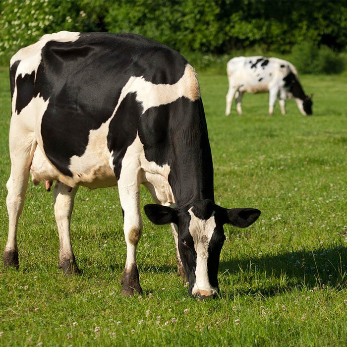Cattle Grazing Seed Mix|Cattle Grazing Seed Mix