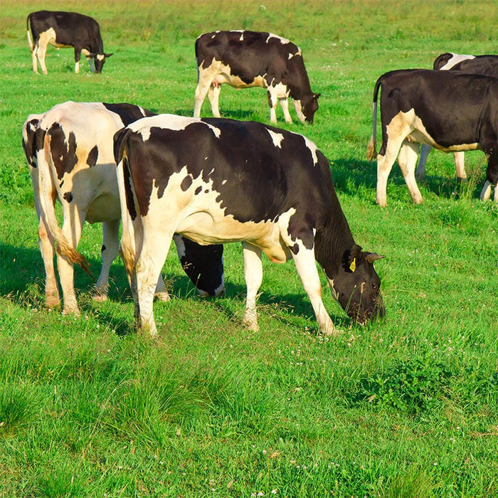 Cattle Grazing Seed Mix|Cattle Grazing Seed Mix