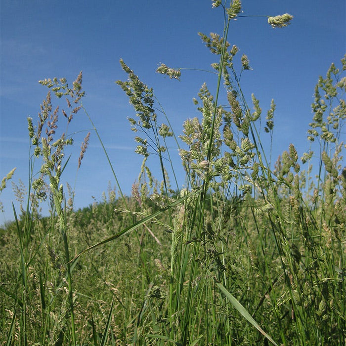 Cattle Grazing Seed Mix|Orchard Grass
