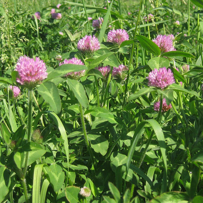 Cattle Grazing Seed Mix|Medium Red Clover