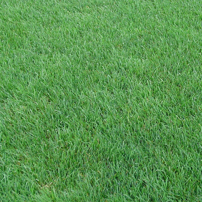 Cattle Grazing Seed Mix|Perennial Ryegrass