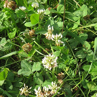 Cattle Grazing Seed Mix|White Clover