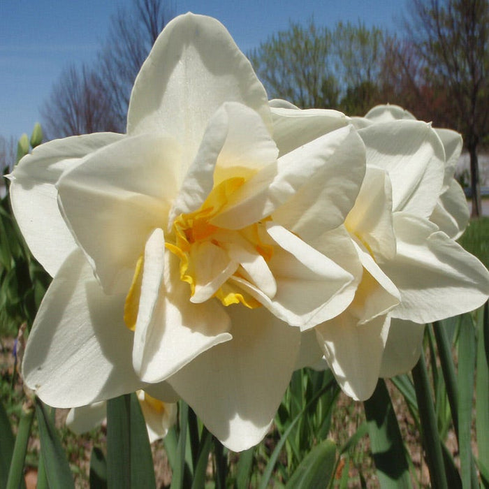 Cheerfulness Double Daffodil|White Double Daffodil Bulbs Cheerfulness, Narcissus, Double Flowering Daffodils