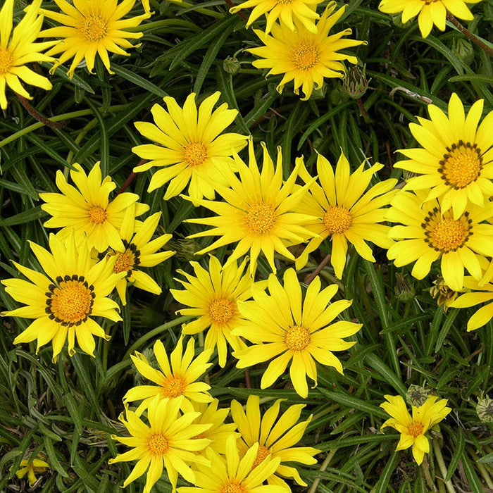 Colorado Gold Gazania Seeds|Gazania Seeds Colorado Gold