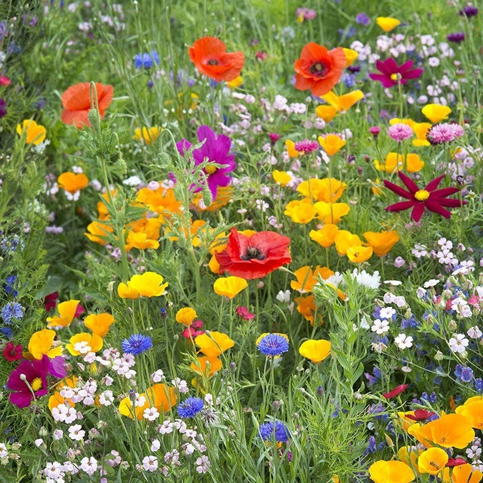 Colorado Select Wildflower Seed Mix