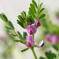Common Vetch Seeds|Vicia sativa, Common Vetch Seeds