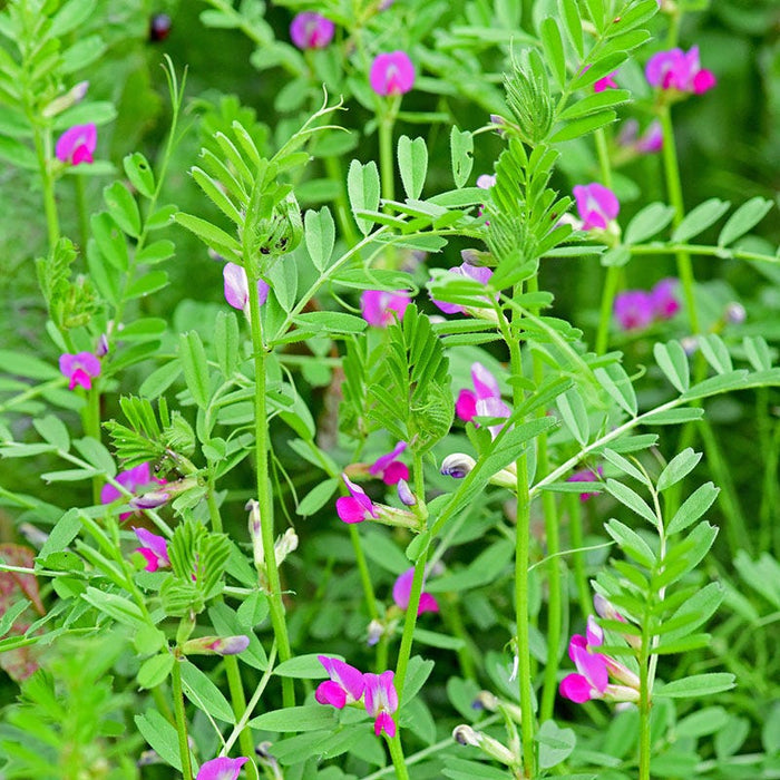 Common Vetch Seeds|Vicia sativa, Common Vetch Seeds