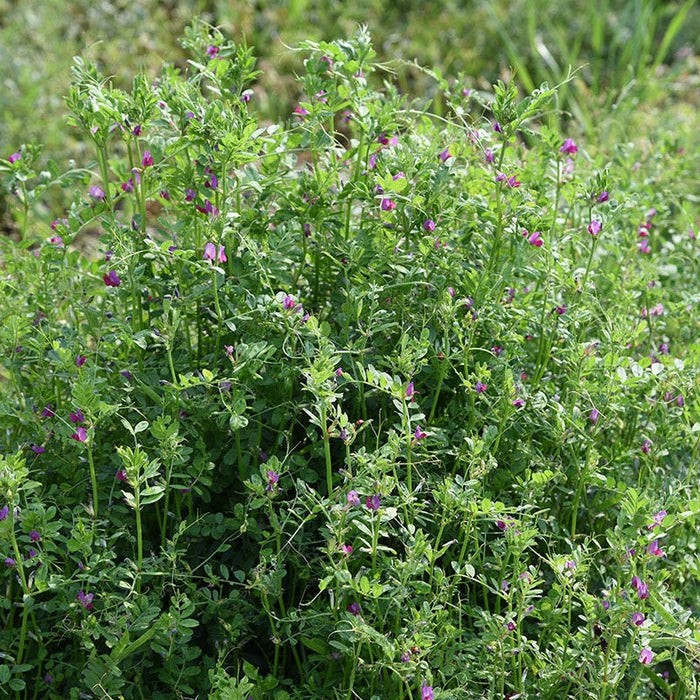 Common Vetch Seeds|Vicia sativa, Common Vetch Seeds