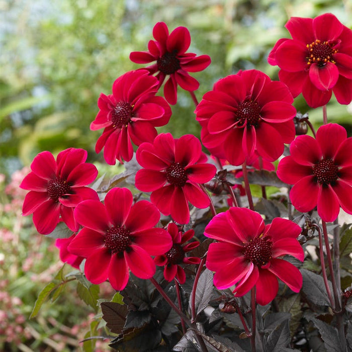 Dracula Dark Angel® Dahlia|Red Dark Angel Dahlia Dracula, Dahlia, Dark Angel Dahlia, Red Blooms