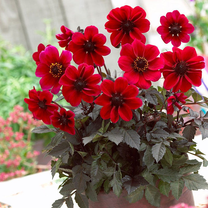 Dracula Dark Angel® Dahlia|Red Dark Angel Dahlia Dracula, Dahlia, Dark Angel Dahlia