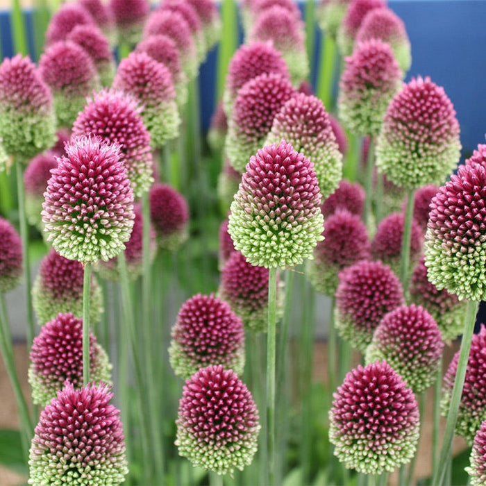 Drumstick Allium|Purple Allium Bulbs Drumstick, Allium sphaerocephalon, Persian Onion