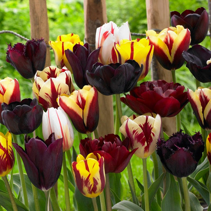 Endless Spring Burgundy Tulip Mix