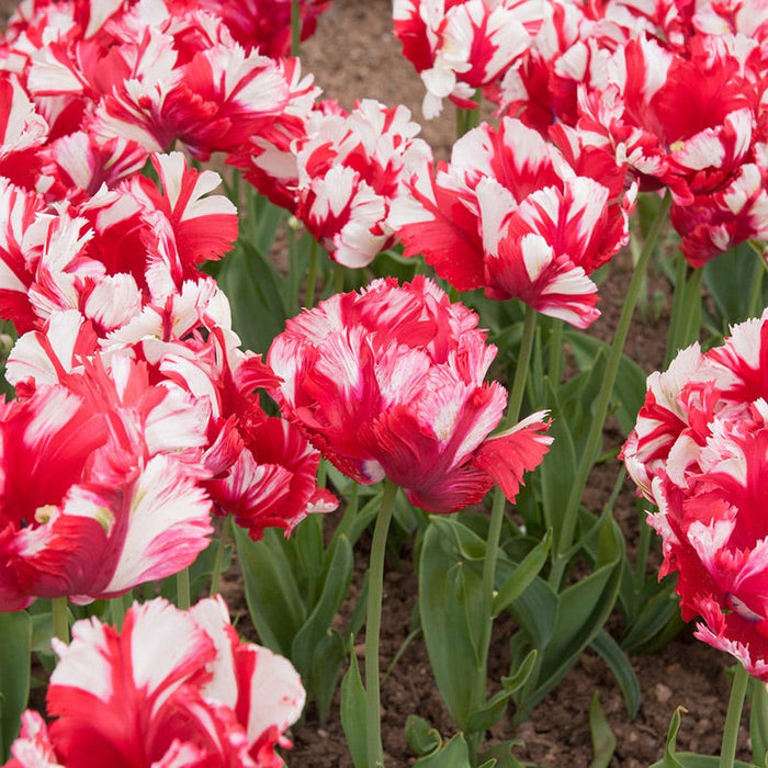 Estella Rynveld Parrot Tulip|Red and White Parrot Tulip Bulbs Estella Rynveld, Tulipa, Parrot Tulips